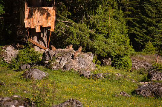 eine murmeltier familie auf der enzenalm in hinterthal am fu&szlig; des hochk&ouml;nig pinzgau salzburg
