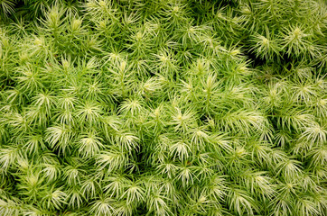 Naklejka na ściany i meble green shrub texture closeup background