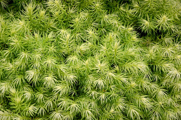 green shrub texture closeup background