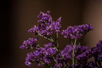 flor morada