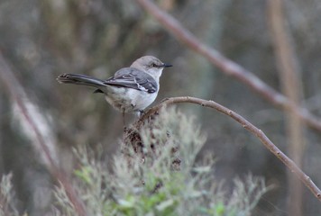 bird on a branch