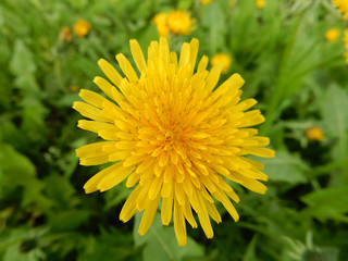 Close-up yellow bright spring dandelion close-up on a blurry background