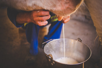Close up image of a farmer milking a cow by hand