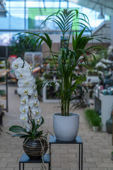 Compositions of living home and spring flowers in decorative pots and vases at a garden center in Italy, Eppan an der Weinstrasse.