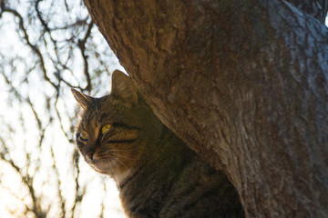 beautiful cat sits on a tree at sunset