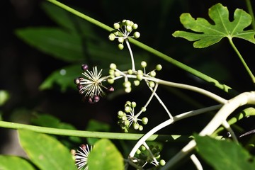 Japanese aralia (Fatsia japonica) fruits