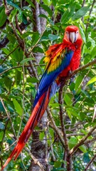 Colourful Macaw, wild life, nature, species 