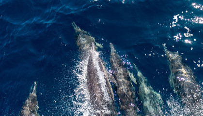Naklejka premium Dolphin Near Ventura County, California 