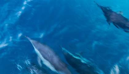 Fototapeta premium Dolphin Near Ventura County, California 