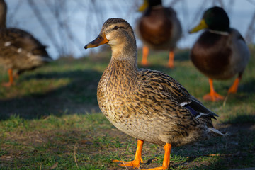 Mallard duck near the lake in Hungary