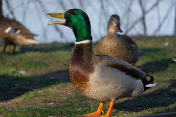 Mallard duck near the lake in Hungary