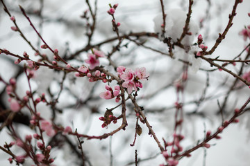 Blossoming branches covered with snow