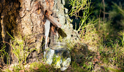 Birch sap dripping in a jar