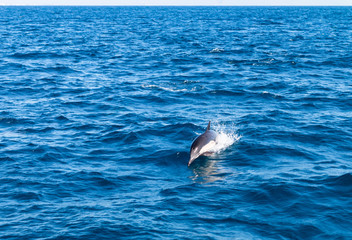 Naklejka premium Dolphin Near Ventura County, California 