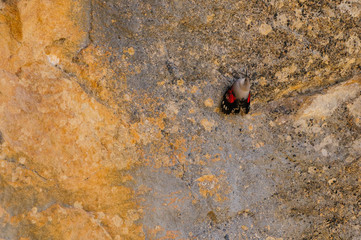 A wallcreeper (Tichodroma muraria) in a rock cliff.