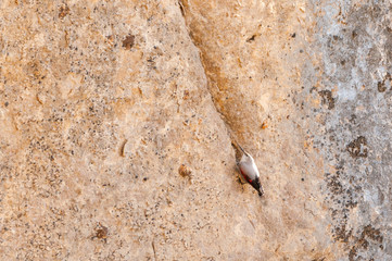A wallcreeper (Tichodroma muraria) in a rock cliff.