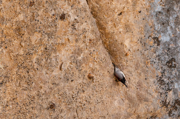 A wallcreeper (Tichodroma muraria) in a rock cliff.