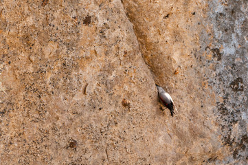 A wallcreeper (Tichodroma muraria) in a rock cliff.