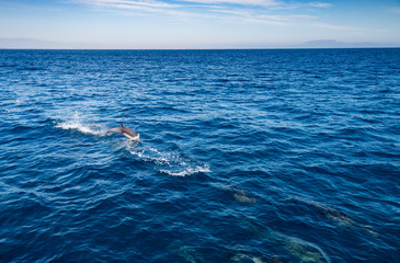 Naklejka premium Dolphin Near Ventura County, California 