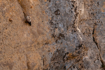 A wallcreeper (Tichodroma muraria) in a rock cliff.