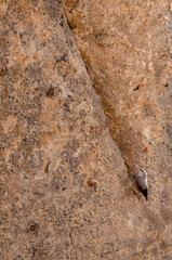 A wallcreeper (Tichodroma muraria) in a rock cliff.