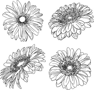 Hand-drawn set of gerbera flowers isolated on a white background. Doodle style. Illustration for textile design, postcards, printing