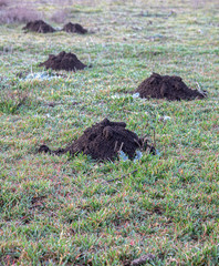 A row of mole hills has damaged the lawn. Molehills. Damaged lawn it is result of European Mole activity. This pest is also known as Talpa Europaea