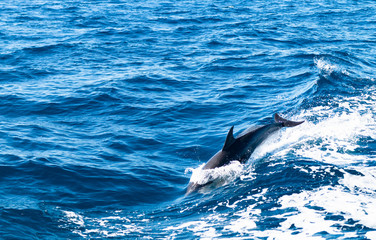 Dolphin Near Ventura County, California 