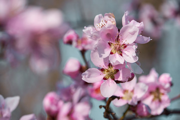 bright pink and white flowers on trees, blooming, spring landscape, beautiful background