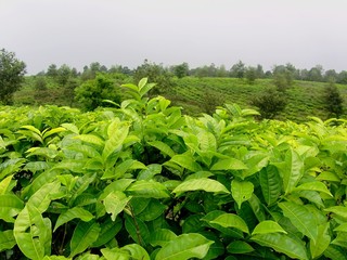 natural scenery of green tea plantations is truly beautiful in view