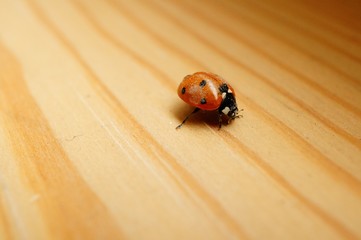 Closeup shot of a ladybug on a wooden surface