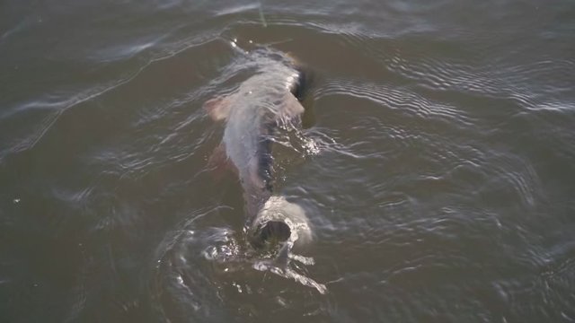 Angler fishes a large asp in slow motion