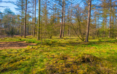 Obraz premium Pine trees growing into a blue sky in a pine forest in sunlight in spring