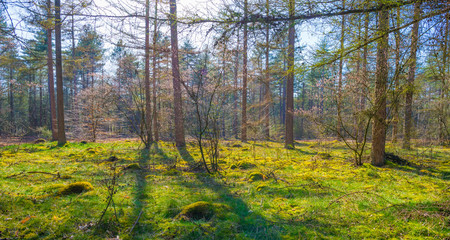 Pine trees growing into a blue sky in a pine forest in sunlight in spring