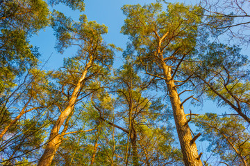 Pine trees growing into a blue sky in a pine forest in sunlight in spring