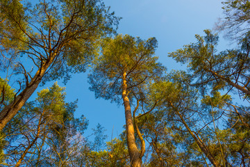 Pine trees growing into a blue sky in a pine forest in sunlight in spring