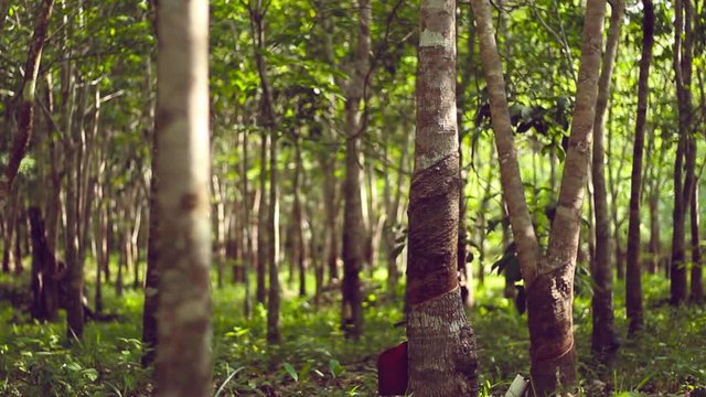 Video of rubber tree plantations in Borneo tropical rainforest with elements of morning sunlight and blur or bokeh effects. This footage with smooth camera movement.