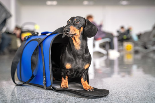 Obedient dachshund dog sits in blue pet carrier in public place and waits the owner. Safe travel with animals by plane or train. Customs quarantine before or after transporting animals across border.