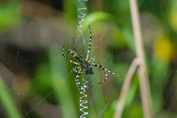 Banana Spider Spinning A Web