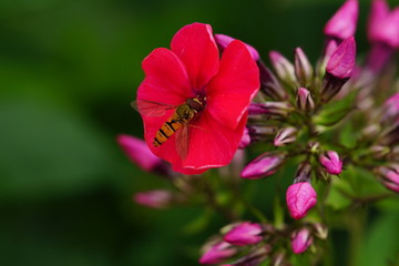 A closeup of an insect drinking nectar of the bright pink phlox flower. 