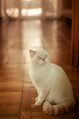 beautiful white cat with blue eyes posing on camera