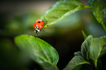 ladybug on green leaf
