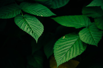 Large leaves of raspberry bush on a dark background