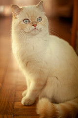  beautiful white cat with blue eyes posing on camera