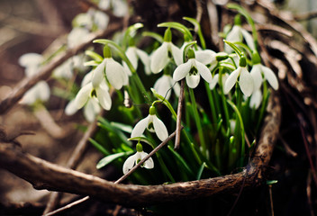 Bush of snowdrops lit by the sun among the branches lying on the ground