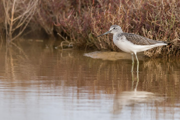 A greenshank (Tringa nebularia) in a wetland