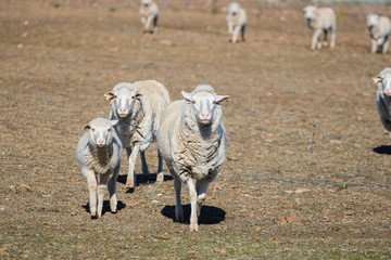 Close up view of some Merino sheep in a flock on a Karoo farm just outside Touwsrivier in the...