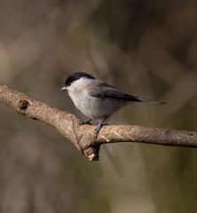 Marsh tit with brown background