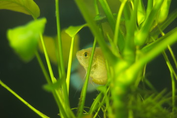Colisa lalia tropical fish in aquarium
