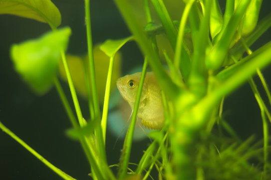 Colisa lalia tropical fish in aquarium
